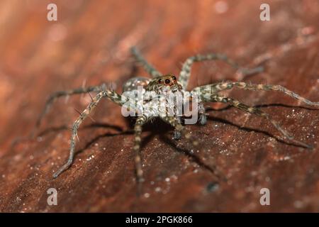 Spider, Lycosidae auf dem Felsen, Wolfsspinnen sind Mitglieder der Familie Lycosidae. Stockfoto