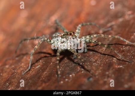 Spider, Lycosidae auf dem Felsen, Wolfsspinnen sind Mitglieder der Familie Lycosidae. Stockfoto