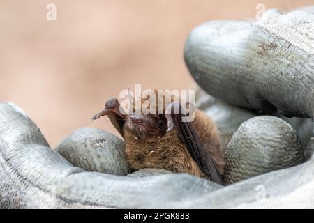 Sopranpipistrelle bat (Pipistrellus pygmaeus) in der Hand eines zugelassenen Gutachters, Surrey, England, Vereinigtes Königreich. BAT-Umfrage, BAT-Umfrage Stockfoto