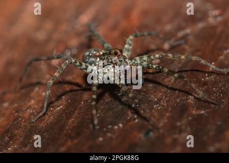 Spider, Lycosidae auf dem Felsen, Wolfsspinnen sind Mitglieder der Familie Lycosidae. Stockfoto