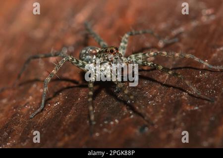 Spider, Lycosidae auf dem Felsen, Wolfsspinnen sind Mitglieder der Familie Lycosidae. Stockfoto