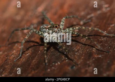 Spider, Lycosidae auf dem Felsen, Wolfsspinnen sind Mitglieder der Familie Lycosidae. Stockfoto