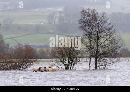 Eine Gruppe von Schafen wurde von Überschwemmungen erfasst, als der Ure nach einem plötzlichen Auftauen seine Ufer nahe Hawes in Wensleydale platzte. North Yorkshire, Großbritannien. Stockfoto