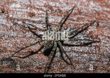 Spider, Lycosidae auf dem Felsen, Wolfsspinnen sind Mitglieder der Familie Lycosidae. Stockfoto