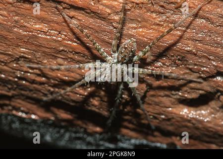 Spider, Lycosidae auf dem Felsen, Wolfsspinnen sind Mitglieder der Familie Lycosidae. Stockfoto
