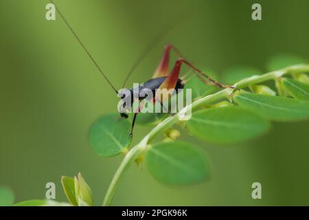 Metioche vittaticolis befindet sich auf einem Blatt, etwa 6 mm lang
