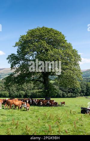 Rinderherde, die an einem heißen Sommertag unter einem reifen Eichenbaum vor der Sonne geschützt ist. Lanacashire, Großbritannien. Stockfoto