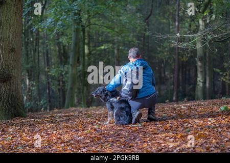 Rückansicht eines Mannes im Wintermantel, der sich im britischen Wald einsam niederhockt und seinen Grenzhund streichelt, während er im Herbstlaub auf dem Boden sitzt. Beste Freunde. Stockfoto