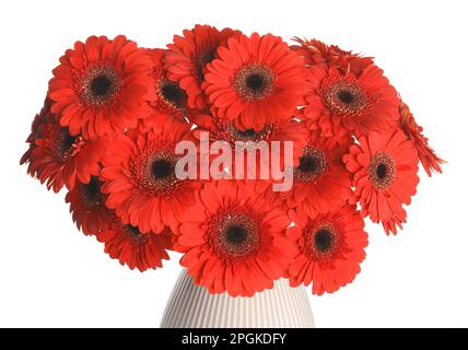 Strauß mit wunderschönen roten Gerbera-Blumen in Keramikvase auf weißem Hintergrund, Nahaufnahme Stockfoto