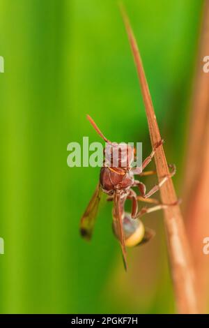 Hymenoptera auf trockenen Blättern Hymenoptera wird als Bieneninsekt eingestuft. Weil der Stinger in Hymenoptera ein giftiges Insekt ist. Stockfoto