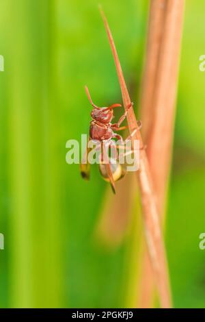 Hymenoptera auf trockenen Blättern Hymenoptera wird als Bieneninsekt eingestuft. Weil der Stinger in Hymenoptera ein giftiges Insekt ist. Stockfoto