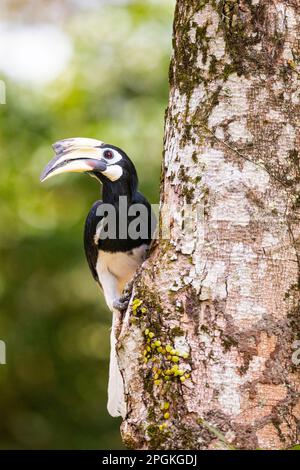 Erwachsene weibliche Rattenhornvogel inspiziert mögliche Nestlöcher in einem Baumstamm, Singapur. Stockfoto