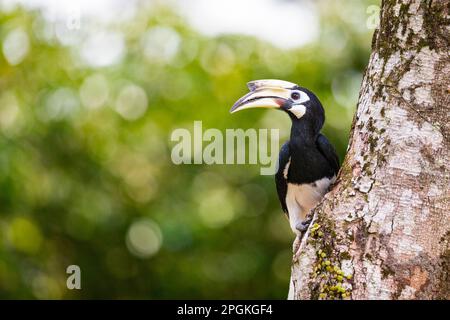 Erwachsene weibliche Rattenhornvogel inspiziert mögliche Nestlöcher in einem Baumstamm, Singapur. Stockfoto