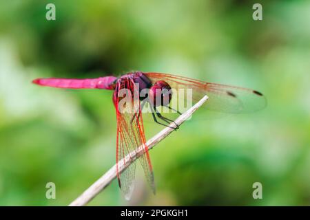 Rote Libelle auf trockenem Ast, rote große Libelle auf Blatt, rote Libelle Makro auf Blatt. Stockfoto