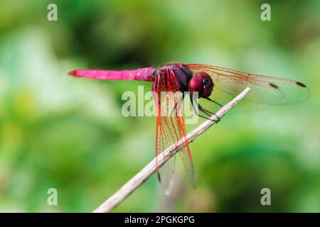 Rote Libelle auf trockenem Ast, rote große Libelle auf Blatt, rote Libelle Makro auf Blatt. Stockfoto