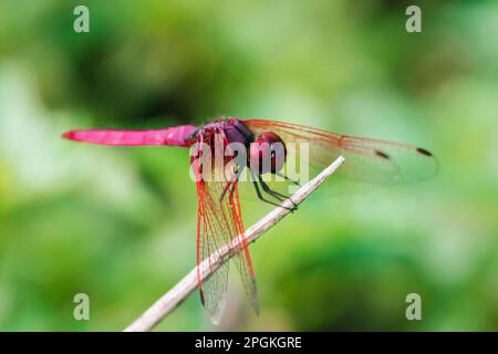 Rote Libelle auf trockenem Ast, rote große Libelle auf Blatt, rote Libelle Makro auf Blatt. Stockfoto