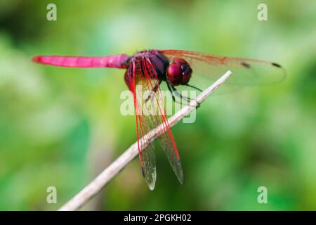 Rote Libelle auf trockenem Ast, rote große Libelle auf Blatt, rote Libelle Makro auf Blatt. Stockfoto