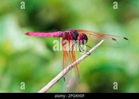 Rote Libelle auf trockenem Ast, rote große Libelle auf Blatt, rote Libelle Makro auf Blatt. Stockfoto