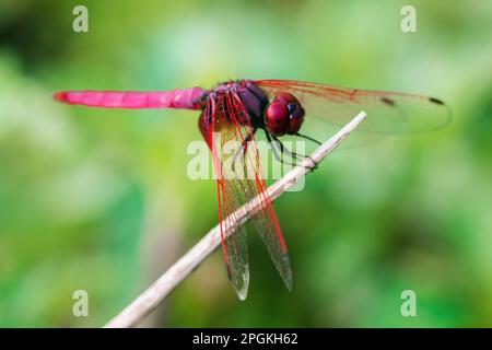 Rote Libelle auf trockenem Ast, rote große Libelle auf Blatt, rote Libelle Makro auf Blatt. Stockfoto