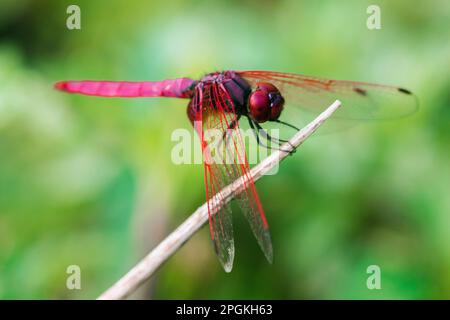 Rote Libelle auf trockenem Ast, rote große Libelle auf Blatt, rote Libelle Makro auf Blatt. Stockfoto