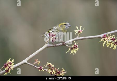 Weibliche Siskin (Spinus spinus) auf japanischer Hexenhasel (Hamamelis) im Frühjahr. Die Pflanze blüht. Stockfoto