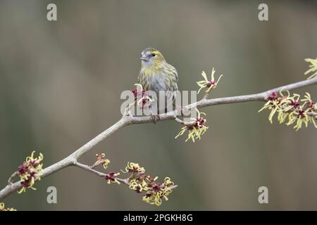 Weibliche Siskin (Spinus spinus) auf japanischer Hexenhasel (Hamamelis) im Frühjahr. Die Pflanze blüht. Stockfoto