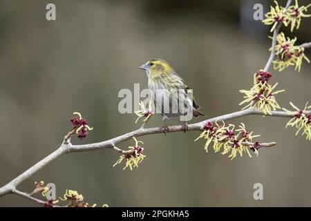 Weibliche Siskin (Spinus spinus) auf japanischer Hexenhasel (Hamamelis) im Frühjahr. Die Pflanze blüht. Stockfoto