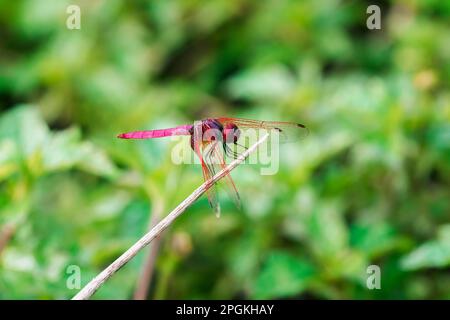 Rote Libelle auf trockenem Ast, rote große Libelle auf Blatt, rote Libelle Makro auf Blatt. Stockfoto