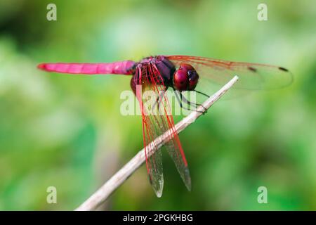 Rote Libelle auf trockenem Ast, rote große Libelle auf Blatt, rote Libelle Makro auf Blatt. Stockfoto