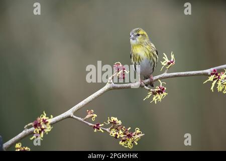 Weibliche Siskin (Spinus spinus) auf japanischer Hexenhasel (Hamamelis) im Frühjahr. Die Pflanze blüht. Stockfoto