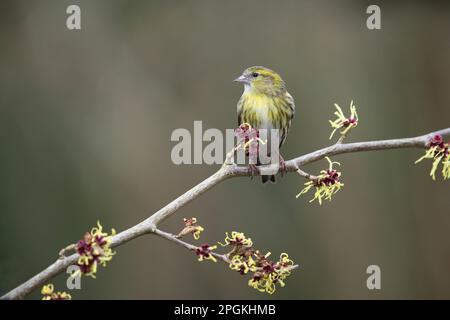 Weibliche Siskin (Spinus spinus) auf japanischer Hexenhasel (Hamamelis) im Frühjahr. Die Pflanze blüht. Stockfoto