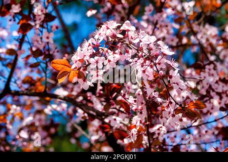 Nahaufnahme einiger Kirschpflaumenblüten (Prunus cerasifera) Stockfoto