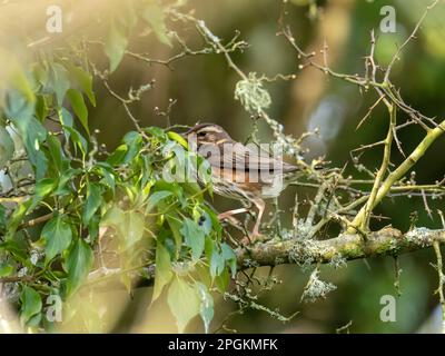 Redwing, Turdus iliacus in Ambleside, Lake District, Großbritannien. Stockfoto