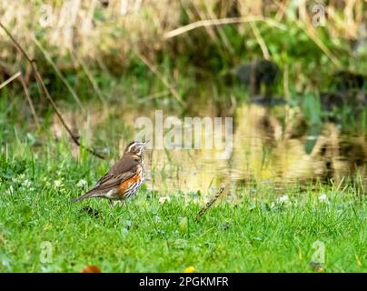 Redwing, Turdus iliacus, Fütterung von Würmern in Ambleside, Lake District, Vereinigtes Königreich. Stockfoto