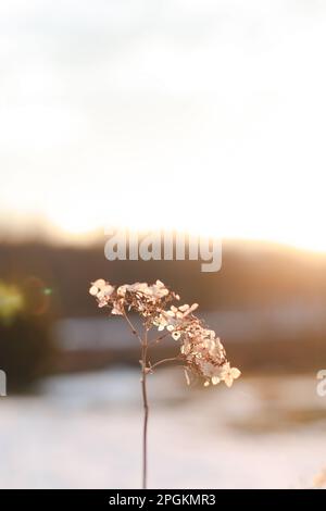 Unschärfe-Blick auf getrocknete Wildblumen und Gras auf einer Wiese im Frühling in den hellen goldenen Sonnenstrahlen auf einem verschwommenen Hintergrund des Himmels Stockfoto