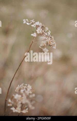 Unschärfe-Blick auf getrocknete Wildblumen und Gras auf einer Wiese im Frühling in den hellen goldenen Sonnenstrahlen auf einem verschwommenen Hintergrund des Himmels Stockfoto