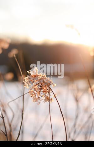 Unschärfe-Blick auf getrocknete Wildblumen und Gras auf einer Wiese im Frühling in den hellen goldenen Sonnenstrahlen auf einem verschwommenen Hintergrund des Himmels Stockfoto