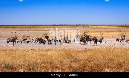 Oryx Antilope im Etosha-Park Namibia Stockfoto