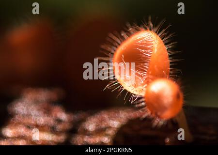 Der Pilzbecher gedeiht auf einem toten Baumstamm oder Baum. Im Phylum Ascomycota (Phylum Ascomycota) ist ein Pilz mit einer konischen Kappe. Rosa, Orange oder R. Stockfoto