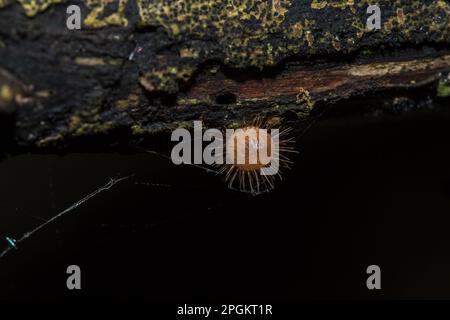 Der Pilzbecher gedeiht auf einem toten Baumstamm oder Baum. Im Phylum Ascomycota (Phylum Ascomycota) ist ein Pilz mit einer konischen Kappe. Rosa, Orange oder R. Stockfoto