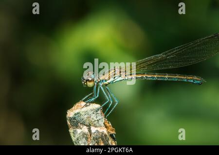 Neurobasis chinensis auf den Blättern, Streamglorie auf den Blättern, orientalischer Grünflügel auf den Blättern, chinesischer Grünflügel auf den Blättern, grünflügelige Demoiselle auf den Blättern, Grüner Meta Stockfoto