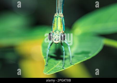 Neurobasis chinensis auf den Blättern, Streamglorie auf den Blättern, orientalischer Grünflügel auf den Blättern, chinesischer Grünflügel auf den Blättern, grünflügelige Demoiselle auf den Blättern, Grüner Meta Stockfoto