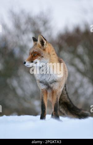 Warten... Rotfuchs ( Vulpes vulpes ), Fuchs frontal im Schnee, Schuss aus Mausperspektive. Stockfoto