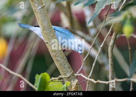 Blaugrauer Tanager - Thraupis episcopus, wunderschöner bunter blauer Stehvogel aus den Wäldern Lateinamerikas, Volcán, Panama. Stockfoto