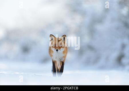 Augenkontakt... Rotfuchs ( Vulpes vulpes ) verläuft durch eine tiefe verschneite Landschaft entlang des Waldrands direkt in Richtung Kamera, frontaler Schuss. Stockfoto