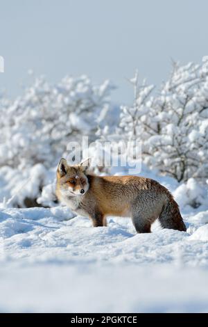 In tiefer verschneiter Landschaft... Rotfuchs ( Vulpes vulpes ) im Winter, an einem sonnigen Tag im hoch gefallenen, frisch gefallenen Schnee Stockfoto