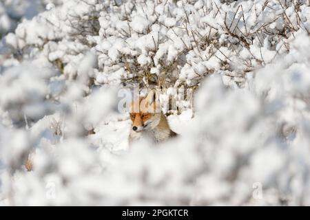 Versteckt zwischen Büschen... Rotfuchs ( Vulpes vulpes ) im Hochschnee, ein Wintermärchen. Stockfoto