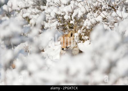 Versteckt zwischen Büschen... Rotfuchs ( Vulpes vulpes ) im Hochschnee, ein Wintermärchen. Stockfoto