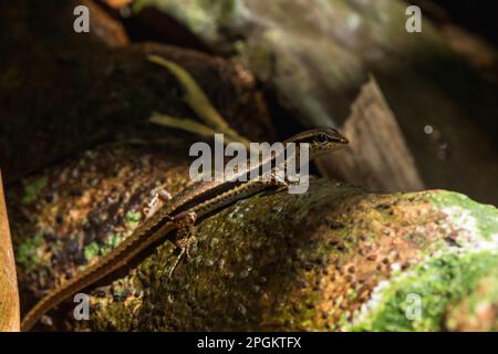 Ein Skink auf einem Holzstamm in der Natur, Skink ist ein Reptil, das bewertet wird. Squamata, Fleckenwaldskink, Makuladskink, Sphenomorphus maculatus sind dran Stockfoto