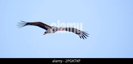 Schwarzstorch-Zikonie fliegt über den blauen Himmel, um zu jagen, das beste Foto. Stockfoto